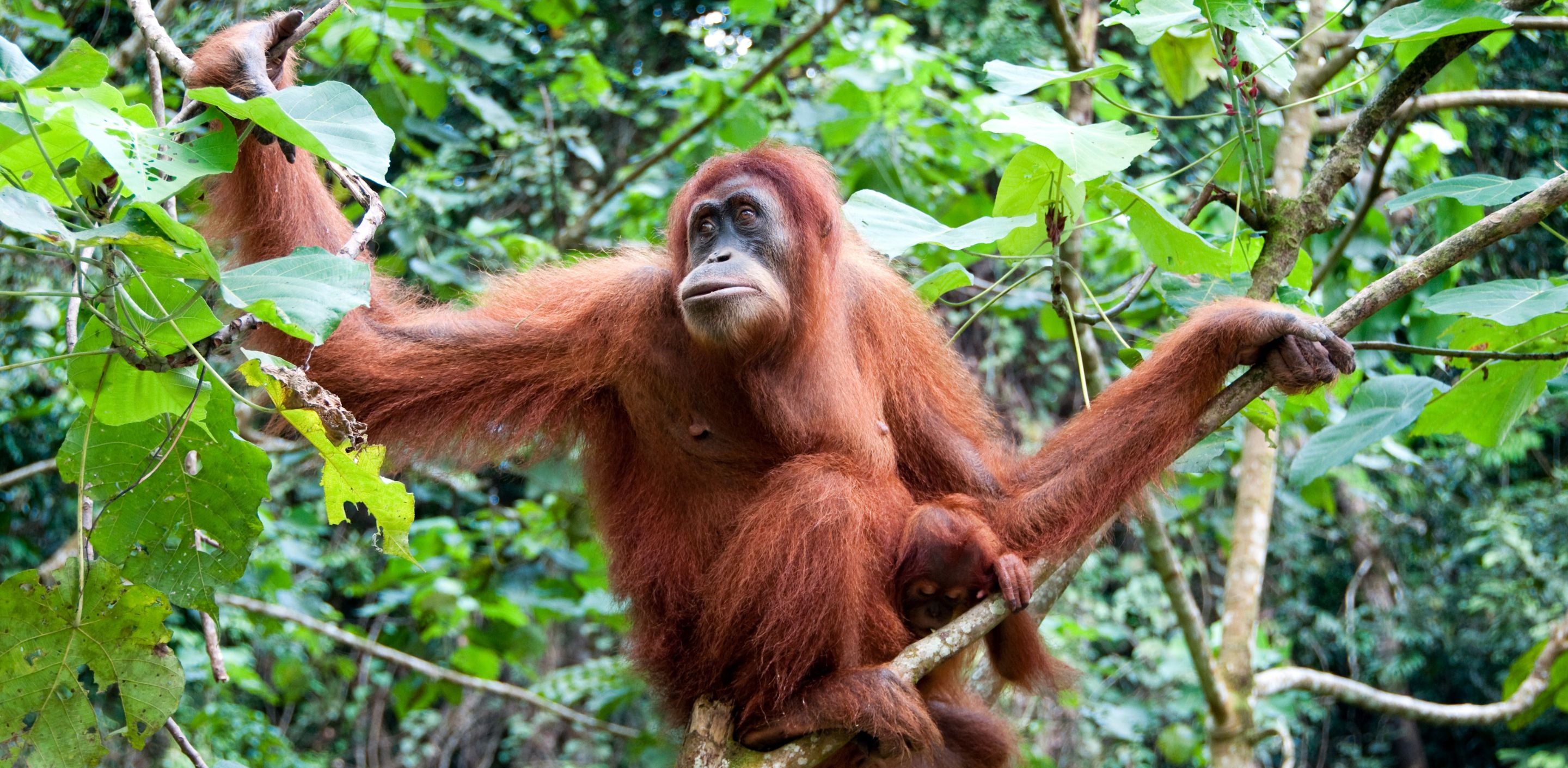 The Importance of Sustainable Palm Oil in 2024